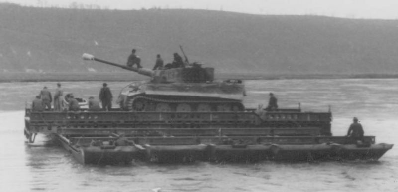 Archivo:TA-Tiger-17275324.jpg